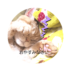 everyday--alice--love