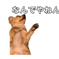 Dogs purpose