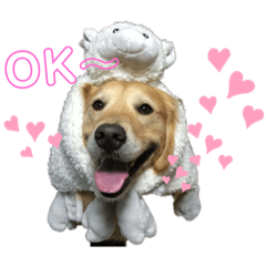 dog1522