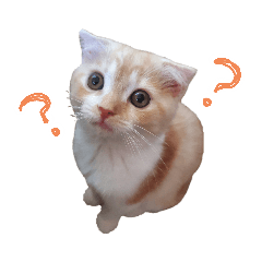 こねこのてぃーこ