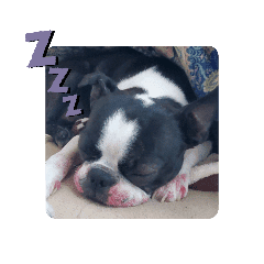 犬と猫仲良し Lineクリエイターズスタンプ Stamplist 犬と猫仲良し Lineクリエイターズスタンプ Stamplist