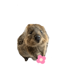 USAGI to Quokka