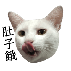 小白2.0