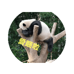 喵星族