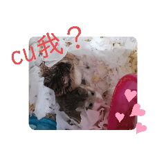 楚家小萌鼠4