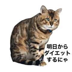 Bengal cat Masara2