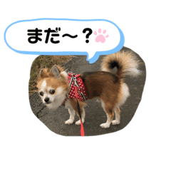 おうち用スタンプ チワワん2 Lineクリエイターズスタンプ Stamplist