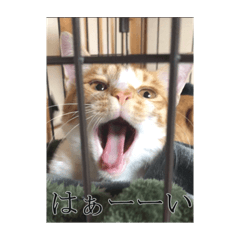 nozomi_20200205224259