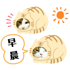 日本貓Tabi 貓裝貓講廣東話 (cantonese)