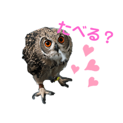 tanaka owl