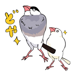 Daily life of java sparrows !!