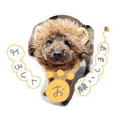 koko2020