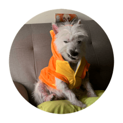 樂樂不是狗是人1