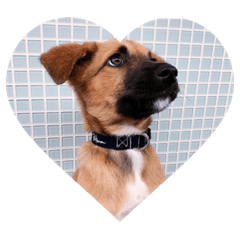 chien (dog)