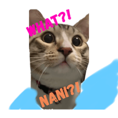 Nukosama Japanese3 English/Japanese
