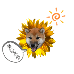 shiba inu_20200207071658