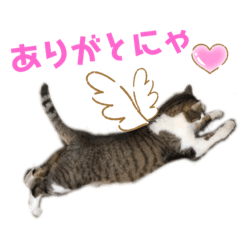 lovely cat stickers