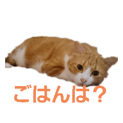 cat_dayo
