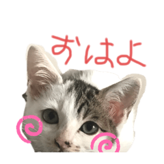もんもんのねこ てん Lineクリエイターズスタンプ Stamplist