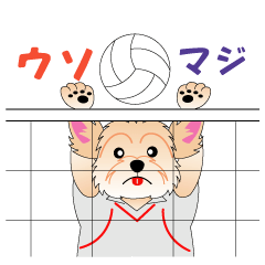 The Tri-sports