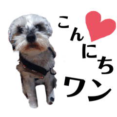 chisa_20200208163115