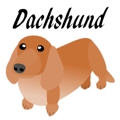 dachshund merah