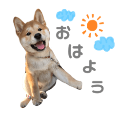 shibainu.kotetsu_20200207211043