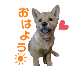 ringo_20200207224417