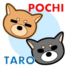 Shiba Inu Pochi and Taro.