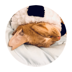 三隻腳的肉圓愛睡覺