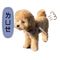 貝貝的日常問候語