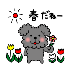 Toy poodle spring sticker