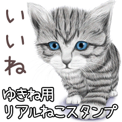 Yukine Real pretty cats