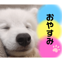 3Dogs_ikumi