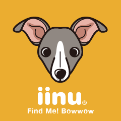 iinu - Italian Greyhound
