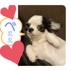 SHELLY_20200208212504