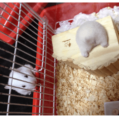 Lovely Cute Hamsters