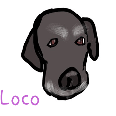 Loco Labrador
