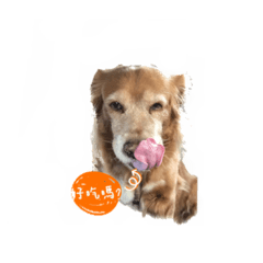 可愛喵喵櫻桃與yoyo姐姐2