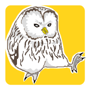 Bird owl parakeet parrot hawk falcon