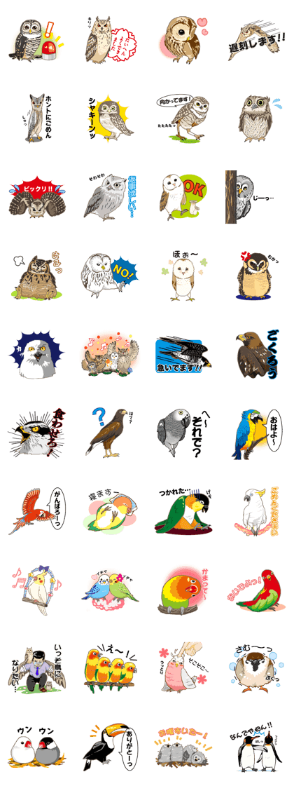 Bird owl parakeet parrot hawk falcon