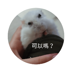 胖吉、糰吉、瓜吉的生活