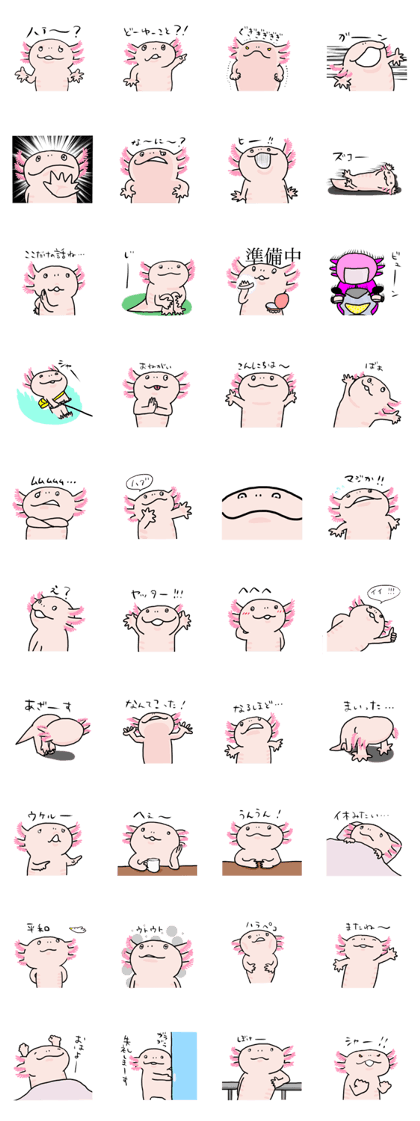 Rough axolotl, its name Hanayo