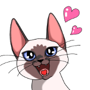 Cocoa of the Siamese cat Cocoa of the Siamese cat