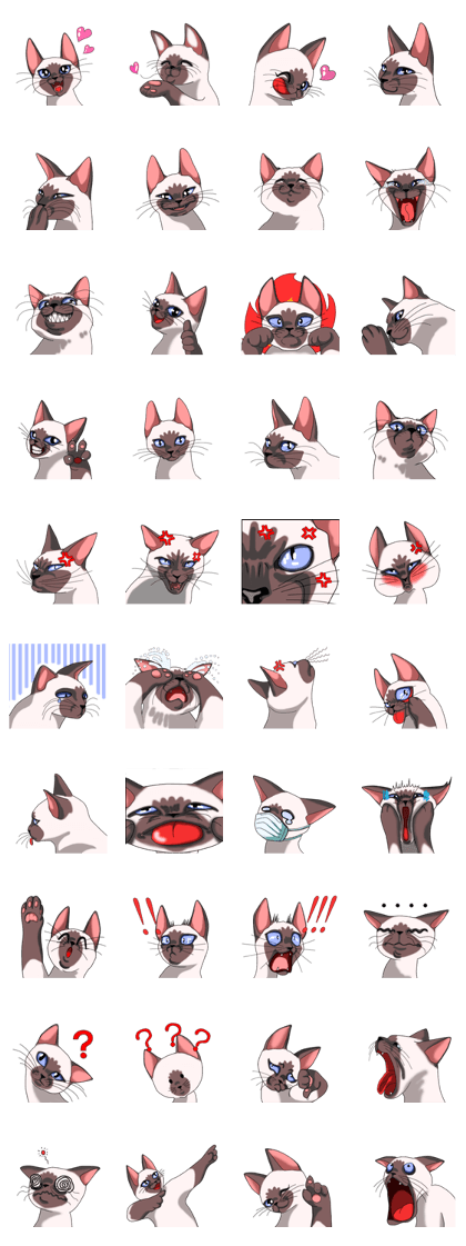 Cocoa of the Siamese cat Cocoa of the Siamese cat