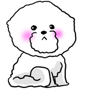 He is Bichon. He is Bichon.