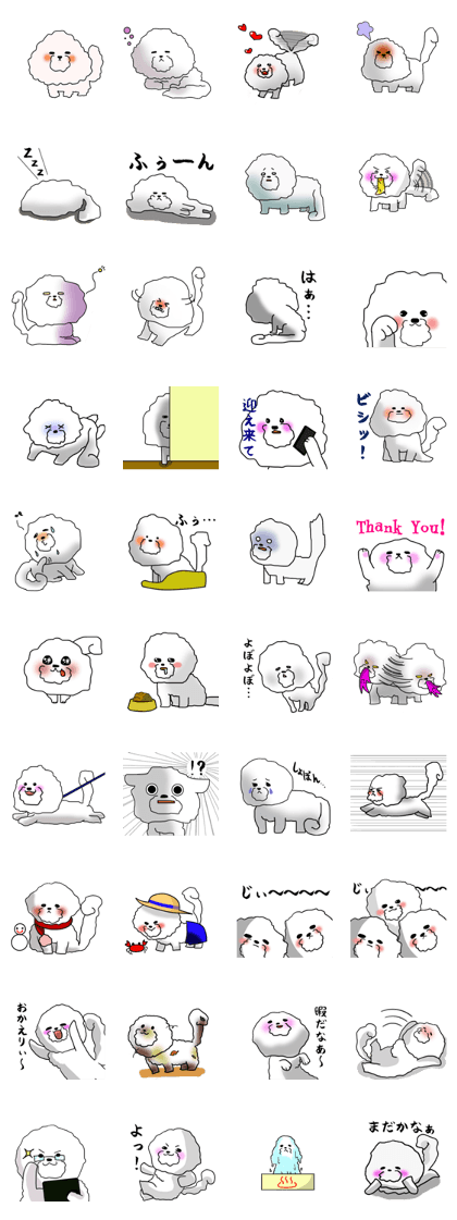 He is Bichon. He is Bichon.
