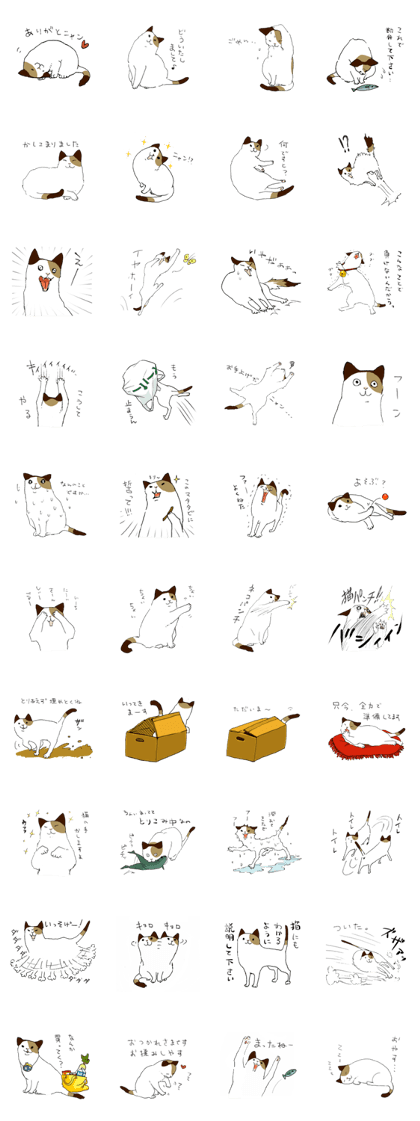 Katyusha of the tortoiseshell cat Katyusha of the tortoiseshell cat