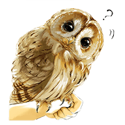 For an owl lover For an owl lover