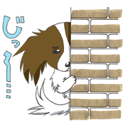 My Teng of a papillon My Teng of a papillon